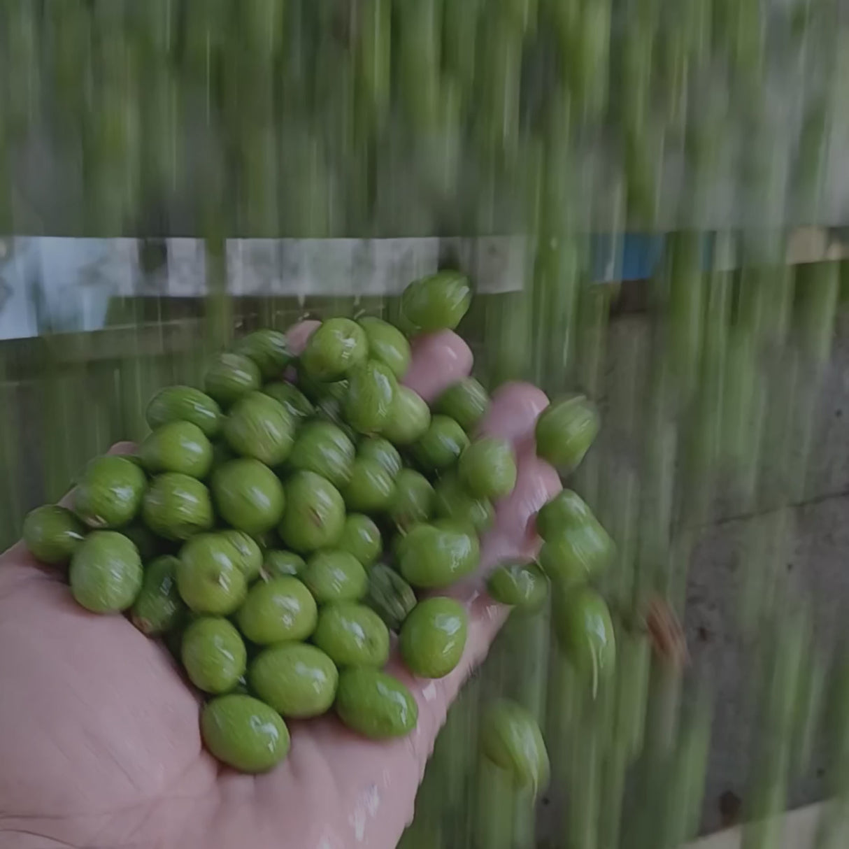 Aceite de Oliva Virgen Extra La Española en Garrafa de 5L